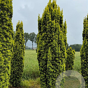 Taxus b. 'Fastigiata Aurea' 300-350 cm draadkluit solitair
