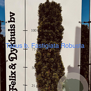 Taxus b. 'Fastigiata Robusta' 125-150 cm met kluit
