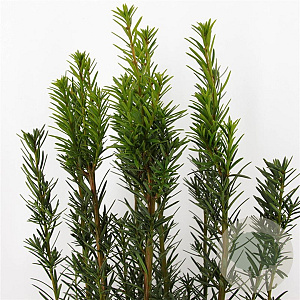 Taxus media 'Hicksii' 40-50 cm 3,0L