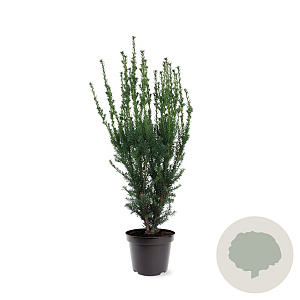 Taxus media 'Hillii' 60-80 cm 7,5L