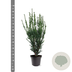 Taxus media 'Hillii' 60-80 cm 7,5L