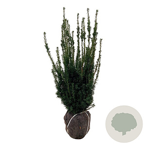 Taxus media 'Hillii' 80-100 cm met kluit extra