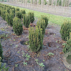 Taxus media 'Hillii' 80-100 cm met kluit extra