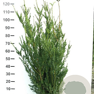 Taxus media 'Hillii' 100-120 cm met kluit