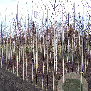 Tilia cordata 'Greenspire' 8-10 HO draadkluit
