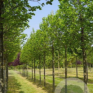 Tilia cordata 'Greenspire' 20-25 HO draadkluit