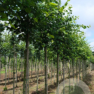 Tilia cordata 'Roelvo' 6-8 HO draadkluit