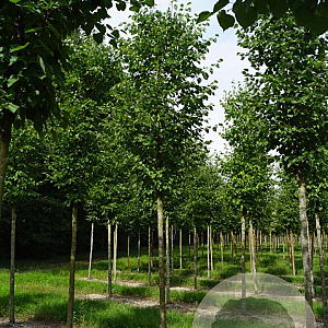 Tilia cordata 'Roelvo' 60-70 HO draadkluit 250 cm stam