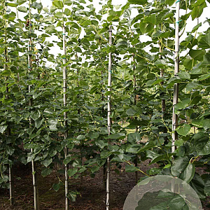 Tilia europaea 'Euchlora' 8-10 HO draadkluit