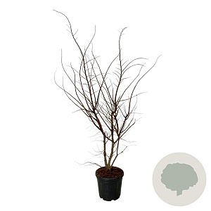 Ulmus minor suberosa 150-175 cm 30L extra