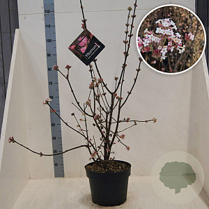 Viburnum bodn. 'Charles Lamont' 125-150 cm 10L