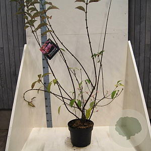 Viburnum bodn. 'Dawn' 175-200 cm 10L