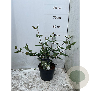 Viburnum burkwoodii 60-80 cm 3,0L