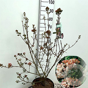 Viburnum burkw. 'Anne Russell' 60-80 cm 10L