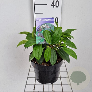 Viburnum davidii 25-30 cm 3,0L