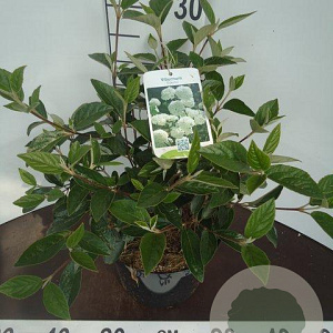 Viburnum 'Eskimo' 30-40 cm 5,0L