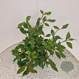 Viburnum globosum 'Jermyns Globe' 30-40 cm 2,5L