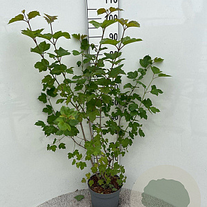 Viburnum opulus 60-80 cm 5,0L