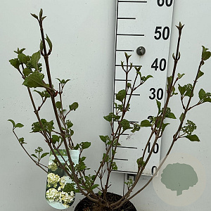 Viburnum plic. 'Grandiflorum' 50-60 cm 4,0L
