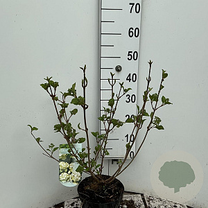 Viburnum plic. 'Grandiflorum' 50-60 cm 4,0L