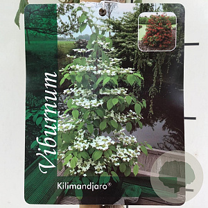 Viburnum plic. Kilimandjaro 90 cm stam 7,5L