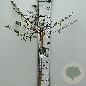 Viburnum plic. Kilimandjaro 90 cm stam 7,5L