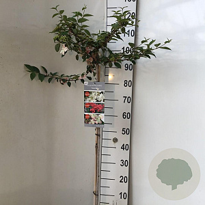 Viburnum plic. Kilimandjaro Sunrise 90 cm stam 7,5L