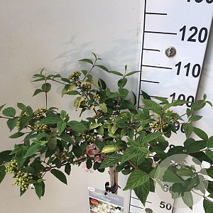 Viburnum plic. Kilimandjaro Sunrise 90 cm stam 7,5L