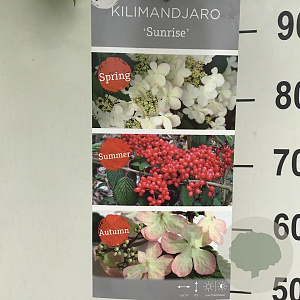 Viburnum plic. Kilimandjaro Sunrise 90 cm stam 7,5L