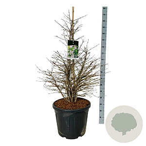 Viburnum plic. 'Molly Schroeder' 100-125 cm cont. 55L extra