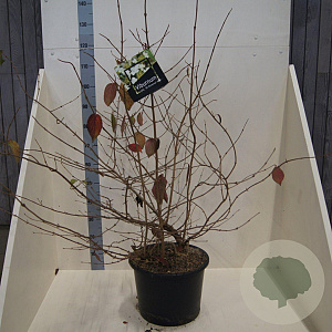 Viburnum plic. 'St Keverne' 100-125 cm 20L meerstammig