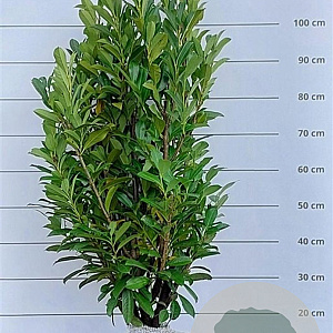 Prunus l. Elly 80-100 cm met kluit