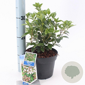 Viburnum tinus 25-30 cm 2,0L