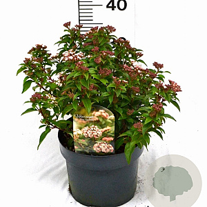 Viburnum tin. 'Eve Price' 40-50 cm 5,0L