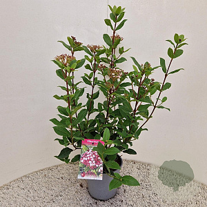 Viburnum tin. 'Gwenllian' 30-40 cm 2,5L