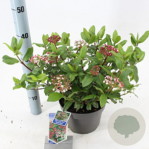 Viburnum tin. 'Gwenllian' 30-40 cm 3,0L