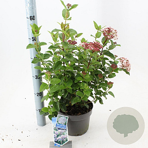 Viburnum tin. Lisarose 30-40 cm 3,0L