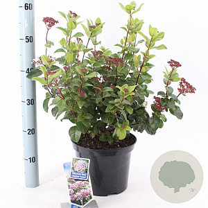 Viburnum tin. Lisarose 35-45 cm 5,0L