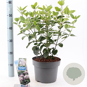 Viburnum tin. Lisarose 35-45 cm 5,0L