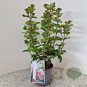 Viburnum tin. Lisarose 40-45 cm 2,5L