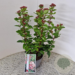Viburnum tin. Lisarose 40-45 cm 2,5L