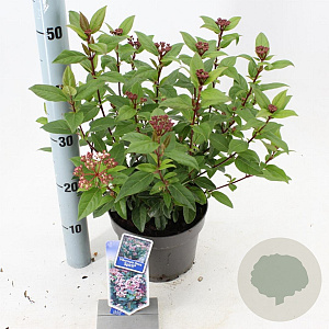 Viburnum tin. Spirit 30-35 cm 3,0L