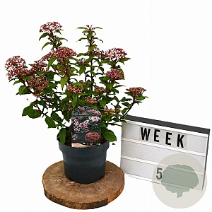 Viburnum tin. Spirit 30-40 cm 3,0L