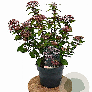 Viburnum tin. Spirit 30-40 cm 3,0L