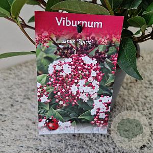 Viburnum tin. Spirit 40-45 cm 2,5L