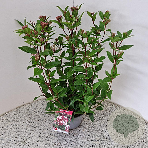 Viburnum tin. Spirit 40-45 cm 2,5L