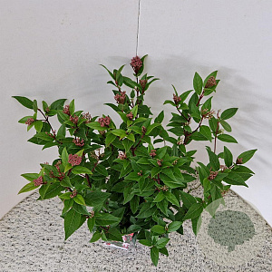 Viburnum tin. Spirit 40-45 cm 2,5L