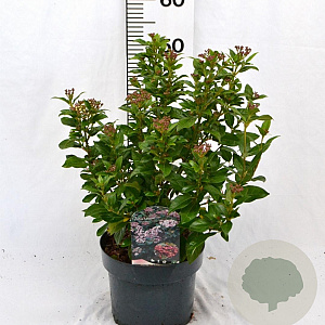 Viburnum tin. Spirit 40-60 cm 5,0L