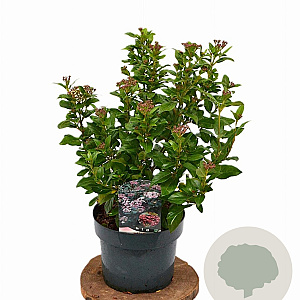 Viburnum tin. Spirit 40-60 cm 5,0L