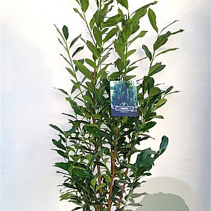 Prunus l. Elly 120-130 cm 6,5L